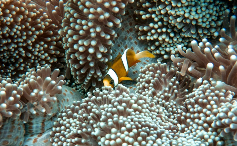 Clownfish hiding in anemone Great Barrier Reef 800