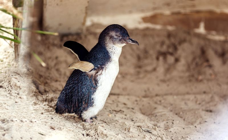 Pawai Penguin Pulau Phillip Victoria 