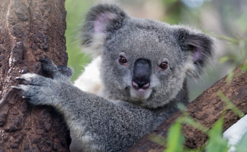 Meet this koala in Cairns 
