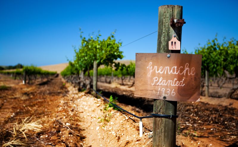 Row of vines in the Barossa Valley - focus on sign post