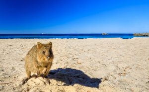 Qukka on the beach at Rottnest Island Western Australia