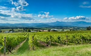 Australian Wine Regions Yarra Valley