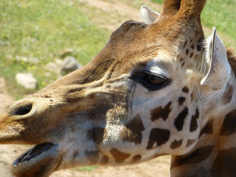 Giraffe Monarto Safari Park South Australia