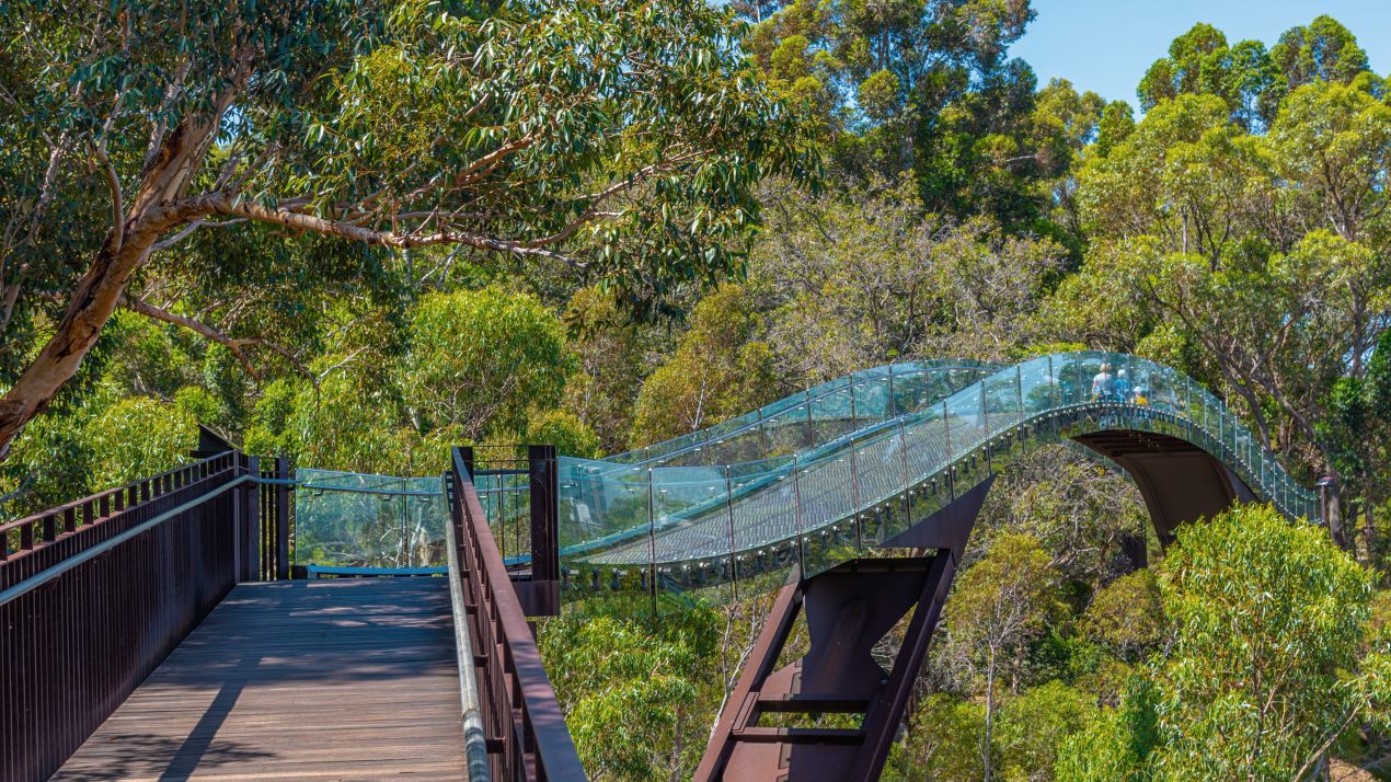 Glass Bridge Federation Walkway at Kings park and botanic garden in Perth Australia
