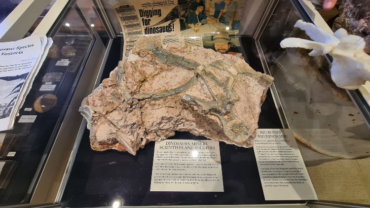 Dinosaur Fossil at the Australian Opal Centre Lightning Ridge