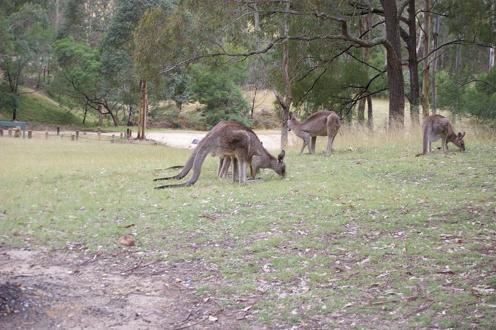 Kangaroos at Euroka Blue Mountains
