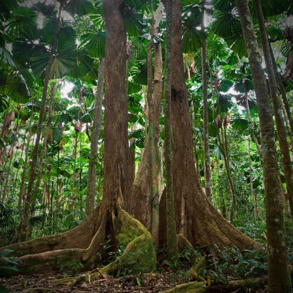 Daintree rainforest trees