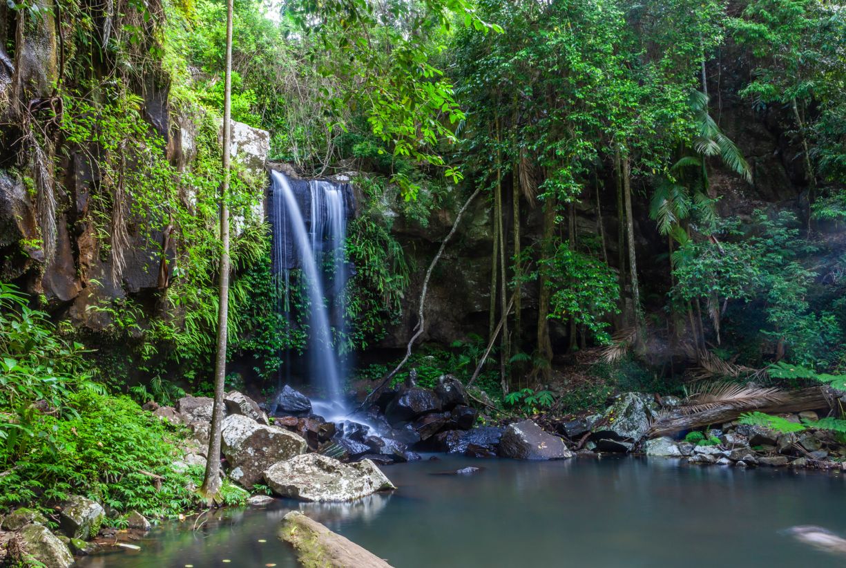 Scenic Curtis Falls in Tamborine National Park, Queensland, Australia