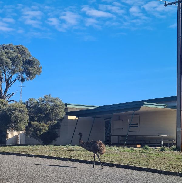 Emu at Coffin Bay South Australia