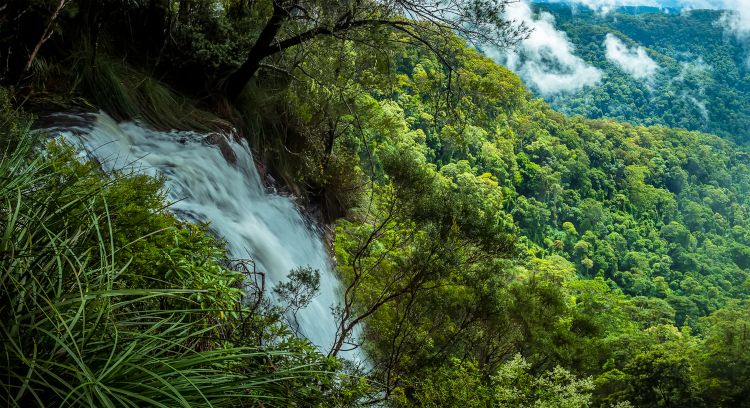 Goomoolahra Falls and the rain forest canopy in Springbrook National Park