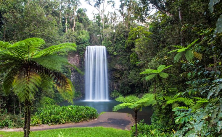 MIllaa Millaa Falls near Cairns 