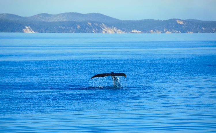 Whale Tail in Hervey Bay Queensland