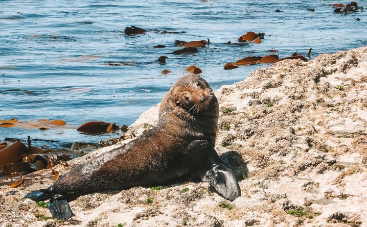 A seal at Kaikoura South Island New Zealand