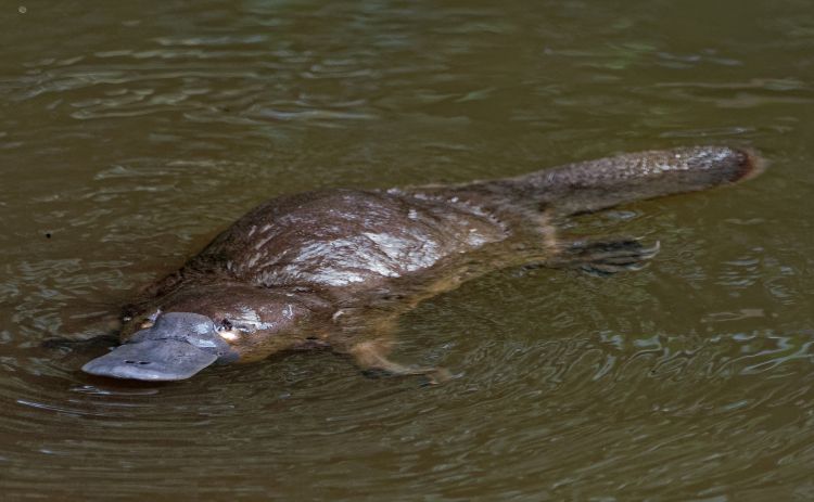Platypus in a river 