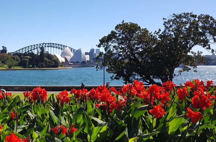 Sydney Botanic Gardens Red flowers