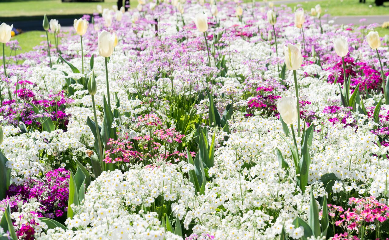 White tulips in a pink and white flower garden in Queens Park, Toowoomba during the Carnival of Flowers