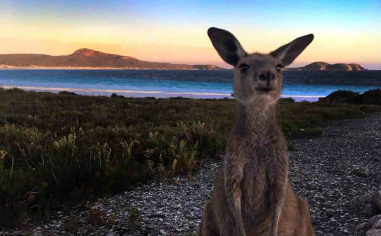 Kangaroo on Lucky Bay Beach Western Australia