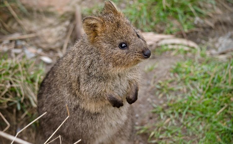 this is a close up of a quokka