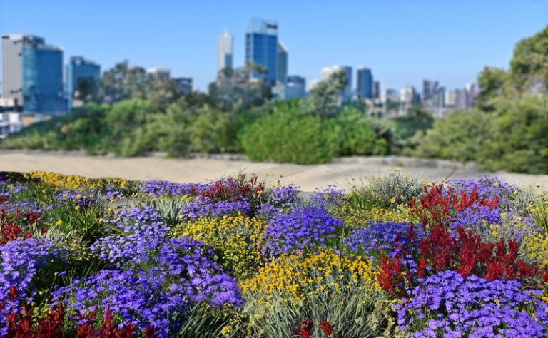 Western Australian Wildflowers in Perth