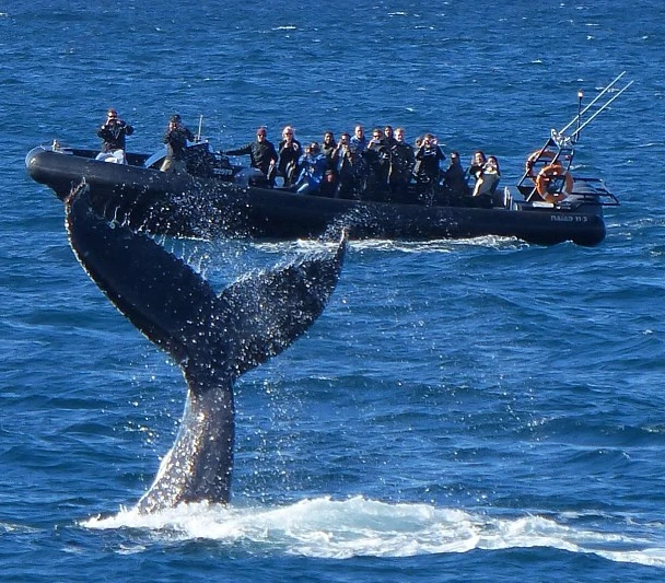 Get close to whales on Sydney Harbour