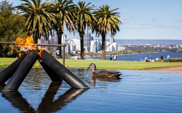 Duck swimming alongside the Flame of Remembrance in the Pool of Reflection commemorating the war dead in Kings Park, Perth, Australia onober 2019