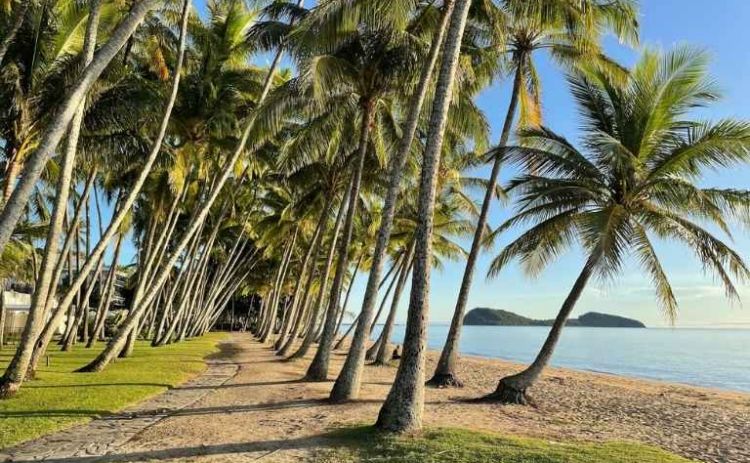 Palm Cove Jane Dempster Smith