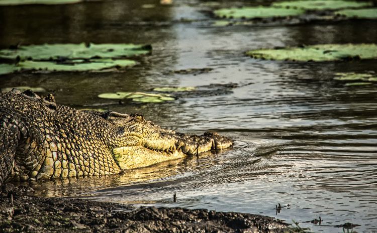 Kakadu saltwater Crocodile