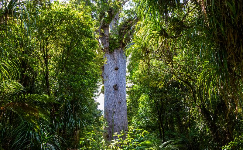 Waipoua Forest NZ 