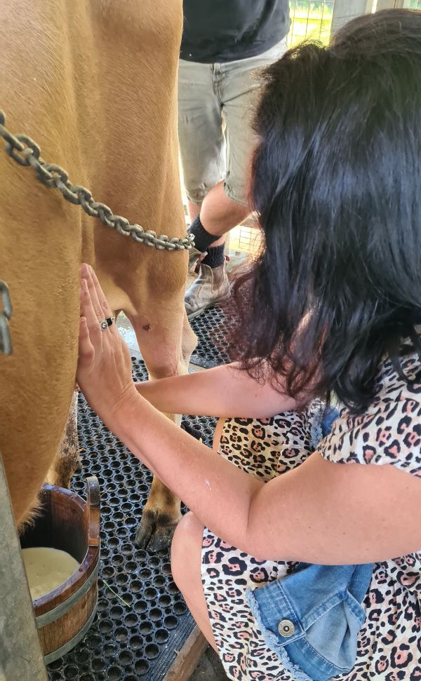 Milking a cow at Hosanna Farm