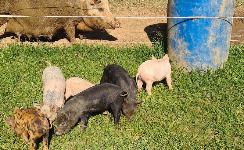 Pigglets at hosanna farm 1
