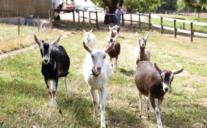 Meet the goats at Main Ridge Dair