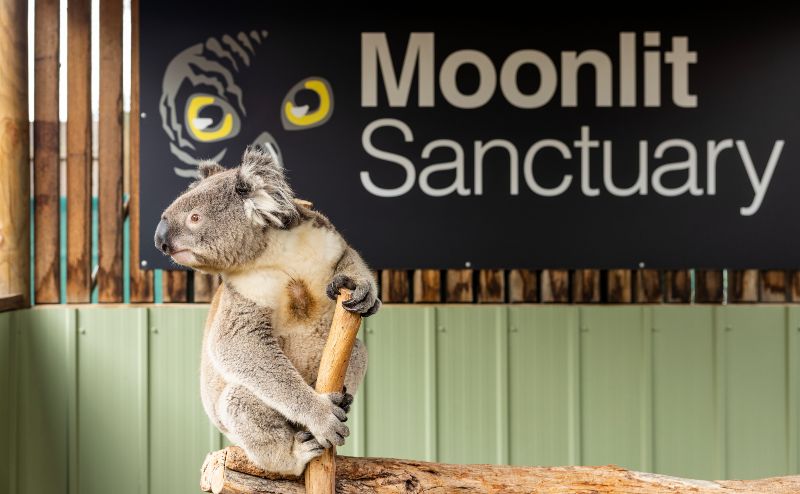 a koala at Moonlit Sancutary South Australia 