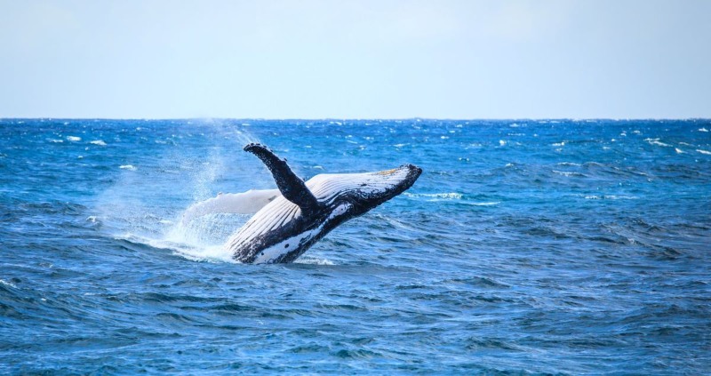 Whale watching on great ocean road