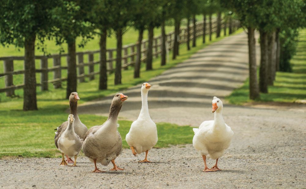 5 duck walking around mount ashby estate