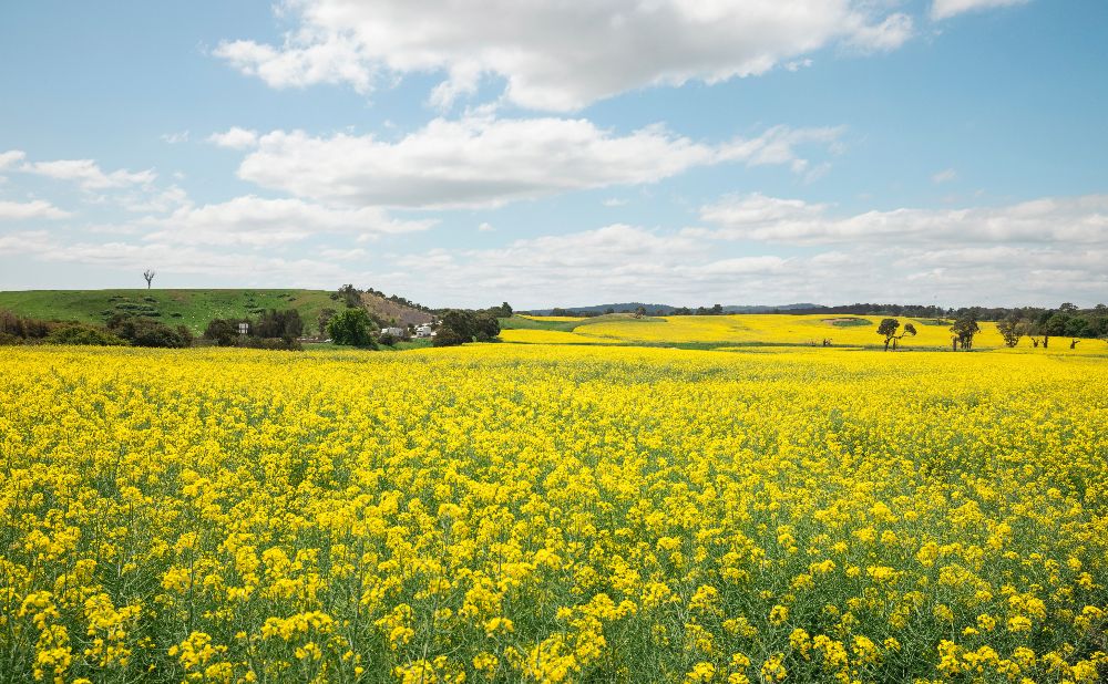 Canola Fields in NSW Southern Highlands