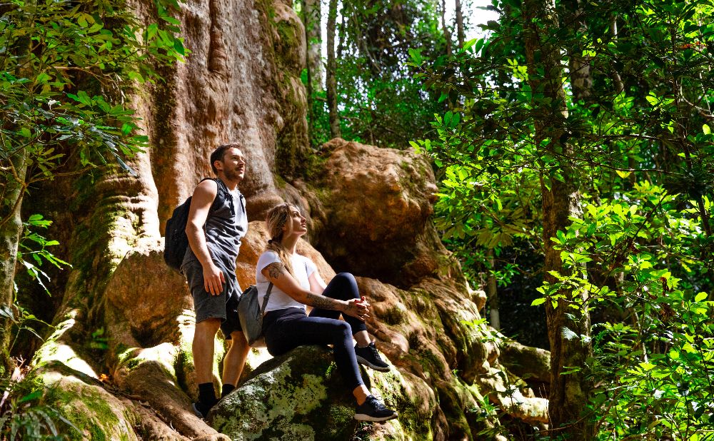 Queensland hinterland trails
