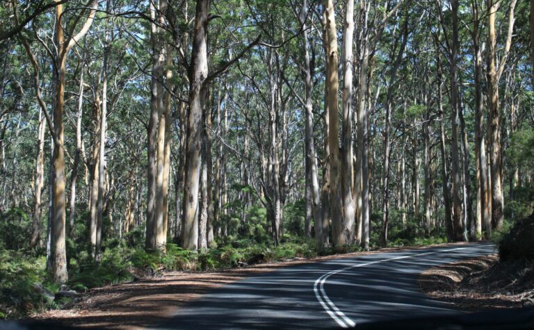 South Western WA Road wining though forest