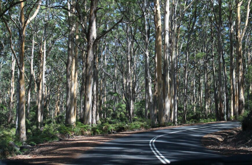 South Western WA Road wining though forest