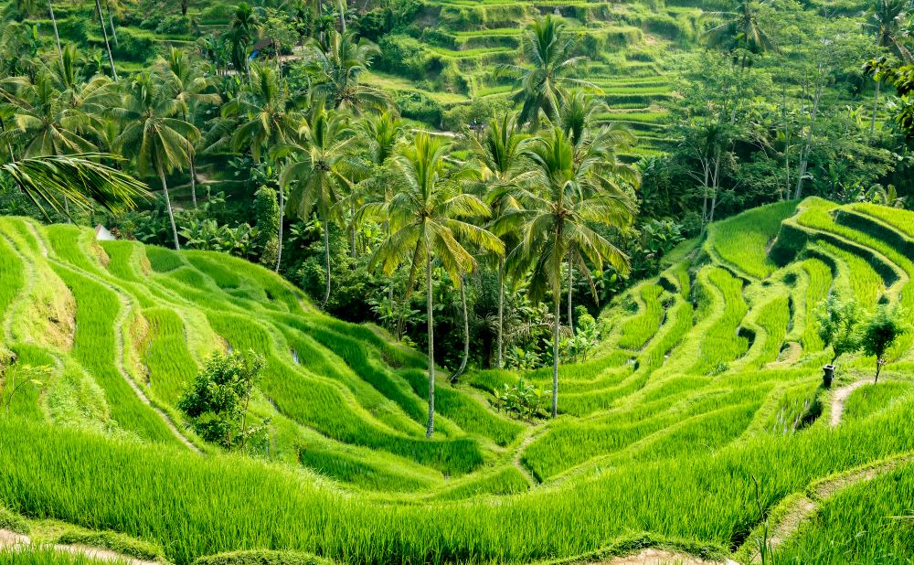 Six Easy International Trips From Australia: Short Flights, Big Adventures 7 Ubud Bali